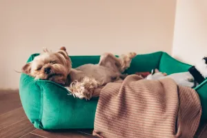 Alarme com animais em casa: guia para configurar os sensores certos