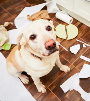 Função fala escuta Pet Ready Prosegur Alarms