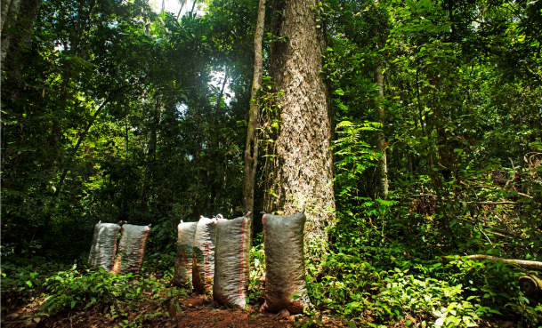 Prosegur e Prosegur Cash apoiam um projeto REDD+ que protege mais de 724.000 hectares da Amazónia peruana